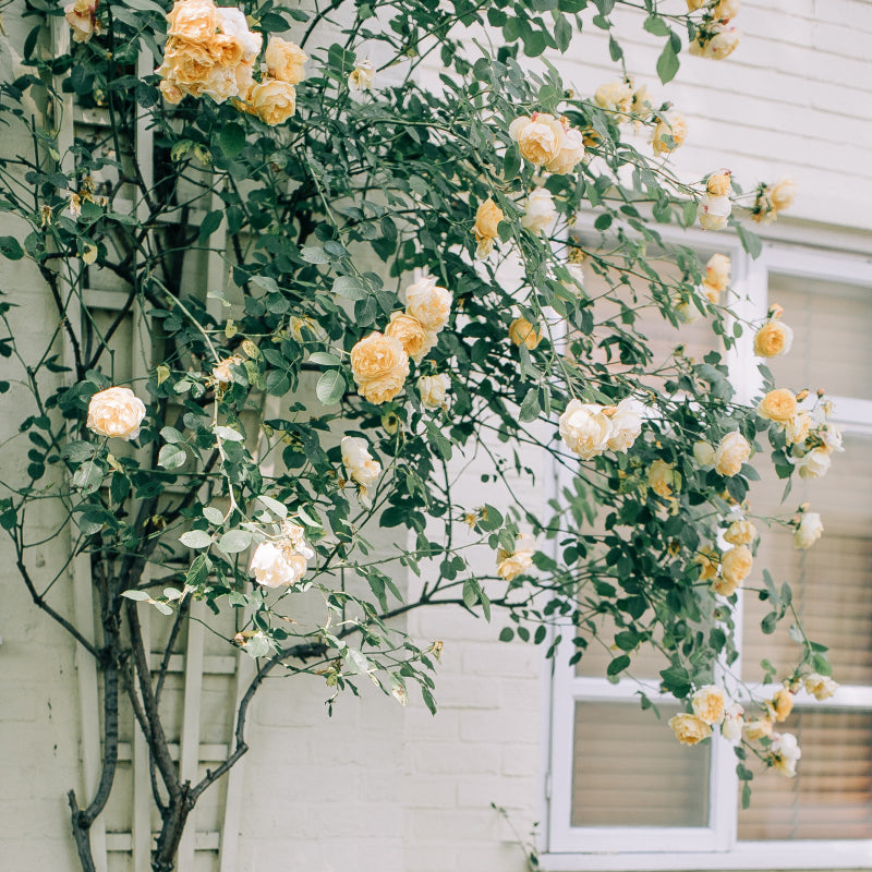Relaxing Rose