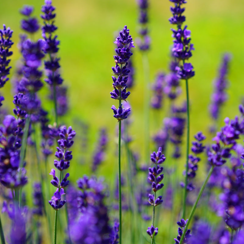 Lovely Lavender